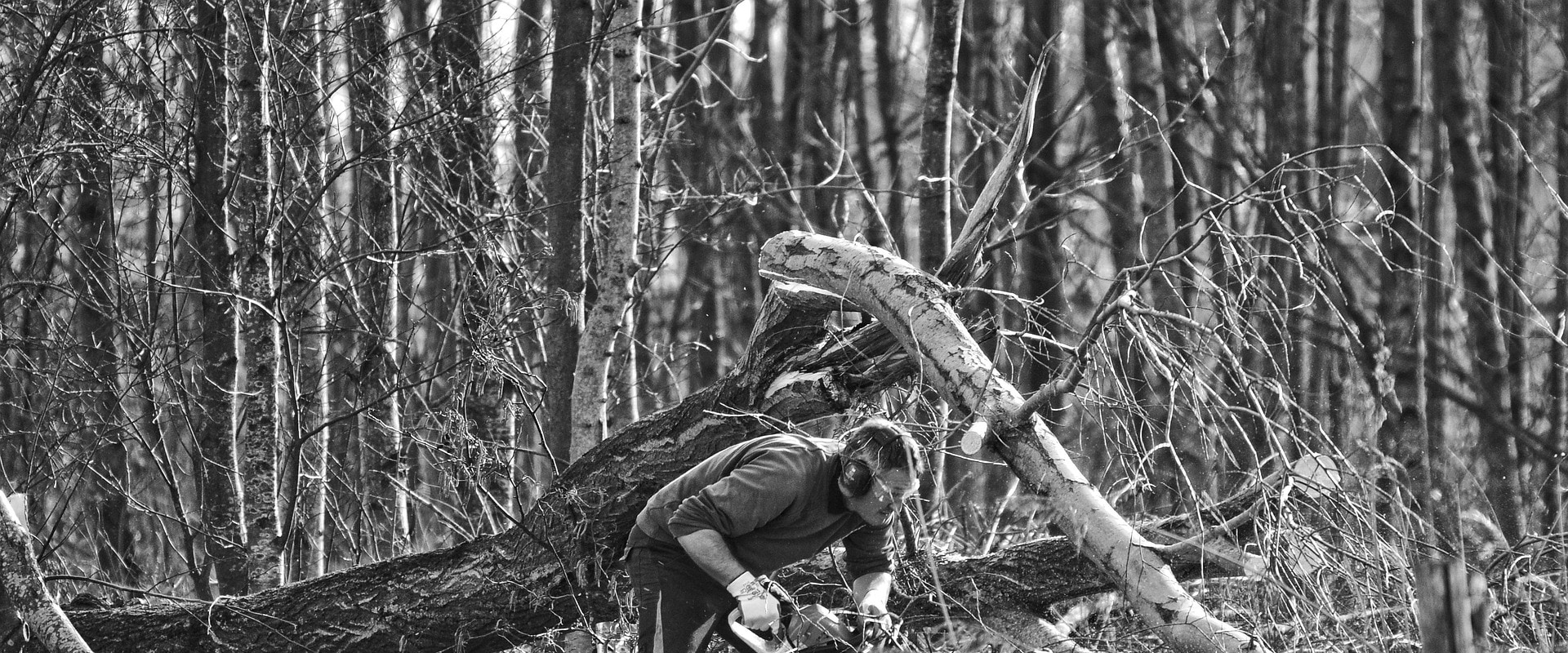 Professional Tree Care for Beautiful Yards in Virginia Beach