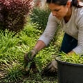 Effective Strategies for Managing Unwanted Plants in Your Yard