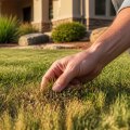 Essential Tips for Maintaining a Healthy Lawn During Drought Conditions