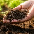 Essential Tips for Achieving Nutrient Balance in Your Yard's Soil