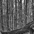 Professional Tree Care for Beautiful Yards in Virginia Beach